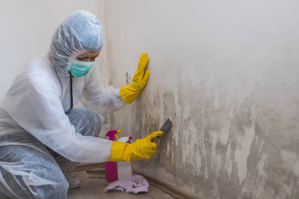 Trusted North Bend, WA Mold Remediation Experts