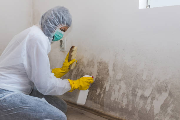Best Emergency Mold Remediation in North Bend, WA