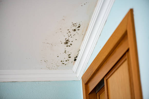 Best DIY Mold Remediation Support Services in North Bend, WA