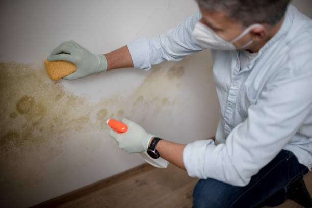 Best Mold Remediation for Schools in North Bend, WA