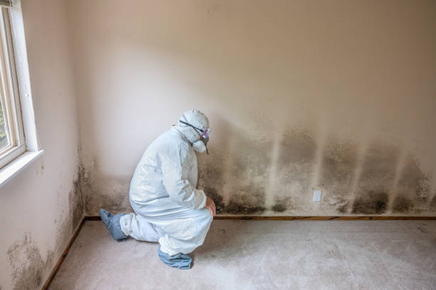 Best Mold Remediation for Specific Building Types in North Bend, WA