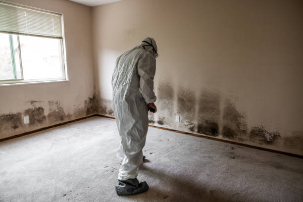 Best Kitchen Mold Remediation in North Bend, WA